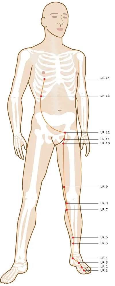 Chinese Medicine Diagnosis-Liver meridian Points
