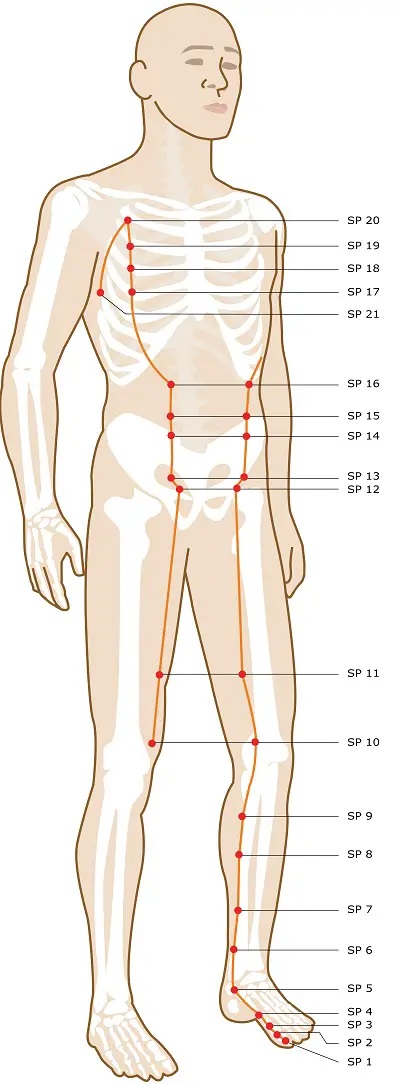 Chinese Medicine Diagnosis-Spleen Meridian Points